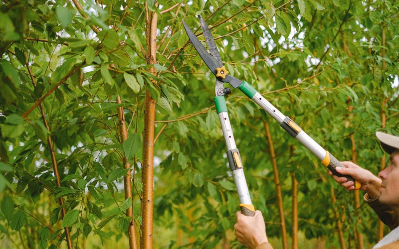 Tree trimming in Osceola, IN